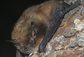 Contributed photo by Jordi Segers.
The little brown bat (also known as the little brown Myotis) is one of a handful of species listed as threatened on P.E.I. by the Species At Risk Act.