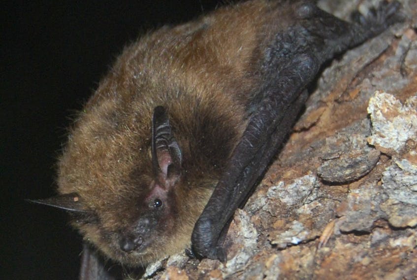 Contributed photo by Jordi Segers.
The little brown bat (also known as the little brown Myotis) is one of a handful of species listed as threatened on P.E.I. by the Species At Risk Act.