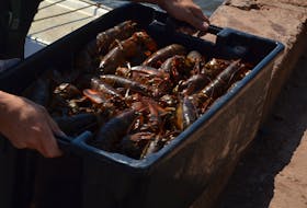 Spring lobster fishery hits the half-way point. Journal Pioneer file photo