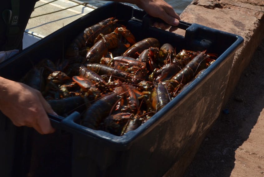 Spring lobster fishery hits the half-way point. Journal Pioneer file photo