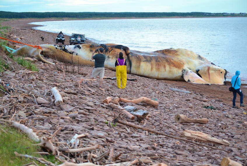 Experts and the curious examining a dead North Atlantic right whale that was towed up onto a P.E.I. beach in 2017 so that a necropsy could be performed. - File Photo
