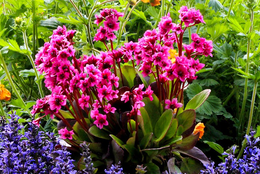 The new bergenia “Flirt” does well in sun to part shade areas of the garden.