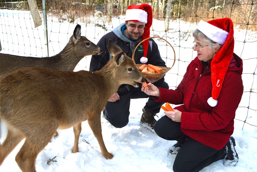Joy Clare, right, of Victoria Mines feeds carrots to Two Rivers Wildlife Park fawns Willow and Callie, with park attendant Jarrett Lewis assisting. Clare has been giving the park deer a Christmas card and treats for more than 20 years.