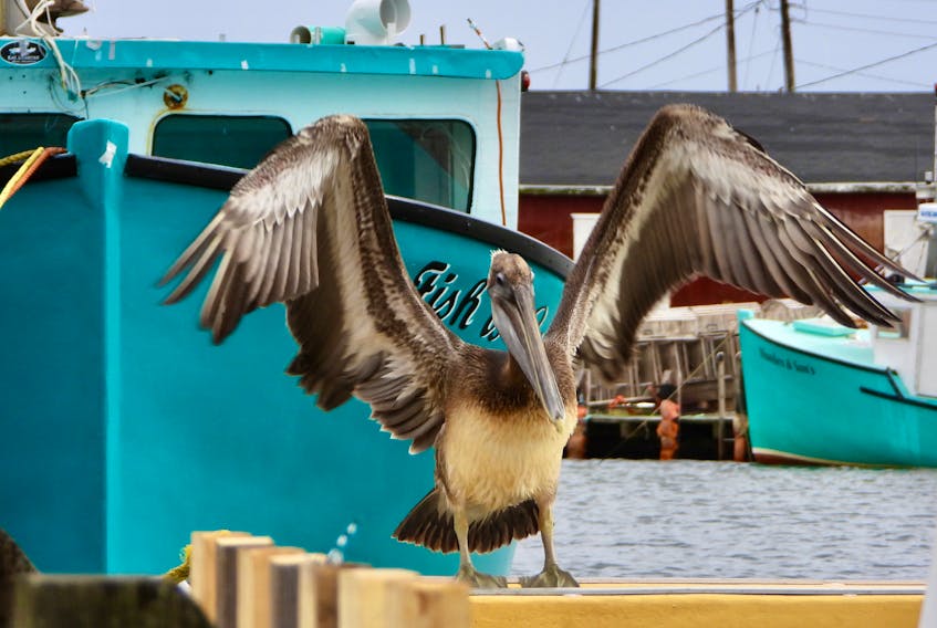 Glace Bay wharf’s newest visitor, a brown pelican, stretches its wings as it perches on a fishing boat on Sunday. The pelican has been a sight for many bird lovers around Cape Breton and residents eager to see the bird which is native to Florida, Georgia and southern areas. Most likely the pelican ended up in Cape Breton because of Hurricane Dorian. CONTRIBUTED/JEANNIE FRASER