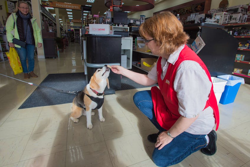Tucker, an 11-year-old beagle, doesn’t often let his owner Bob David pass by the Home Hardware on Main Street in Liverpool without getting his treat. The town is very pet friendly and most business’ welcome pets along with their masters.