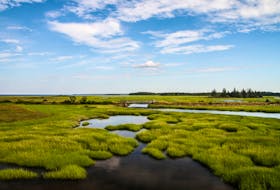 "Although a small wetland might not store much water, a network of many small wetlands can store an enormous amount," writes Mimi O'Handley of the Ecology Action Centre. - Simon Ryder-Burbidge