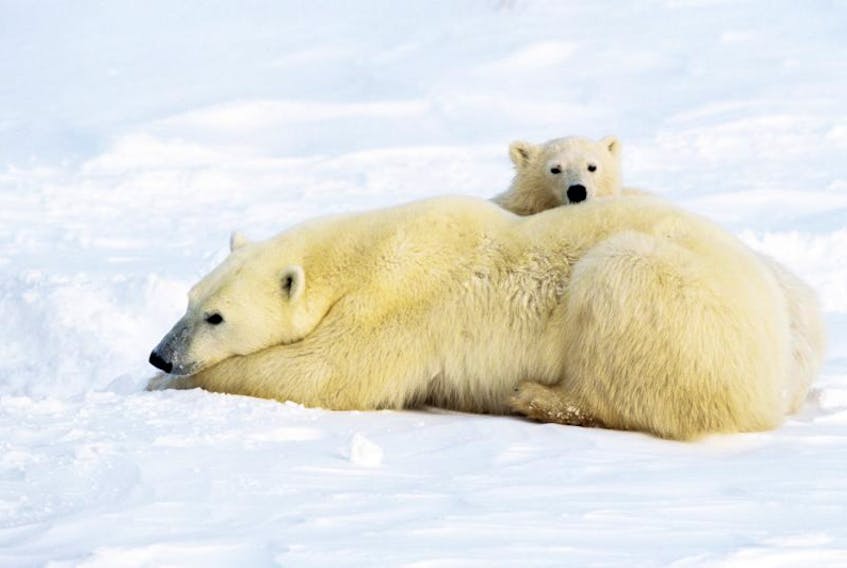 Kerry Lee Morris-Cormier will be the guest speaker at Monday's metting of the Chignecto Naturalists’ Club. Morris-Cormier will talk about polar bear connections.