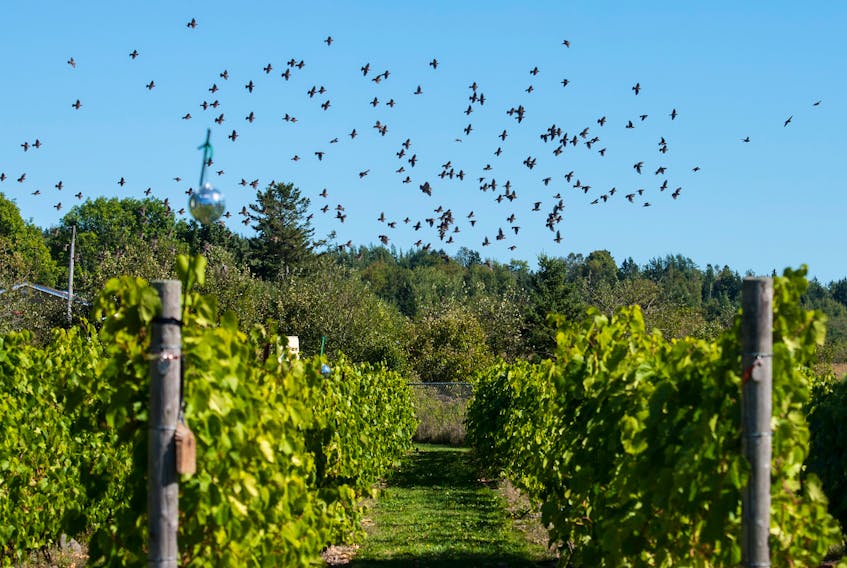 A murmuration of starlings flies over the Goose Landing Vineyard in North River on Monday September 24, 2018. The vineyard lost most of its grapes to starlings and frost.
(RYAN TAPLIN / The Chronicle Herald)
