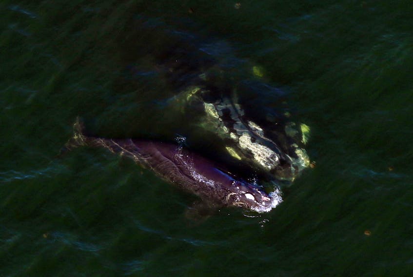North Atlantic right whale mother, Derecha (top), swims with her injured calf off Fernandina Beach, Fla., in January 2020.  - Florida Fish and Wildlife Commission