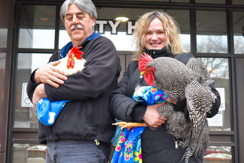 David Jones, left, keeps a close eye and a firm grip on a leghorn rooster called Snowflake, while Sasha Stubbert smiles while holding Jefferson, a Plymouth rock rooster, in front of city hall prior to the start of Tuesday evening's council meeting. They were protesting a clause in the proposed animal husbandry bylaw that called for a ban on both urban and rural roosters that were not part of an agricultural commodity set-up. Council dropped the ban following a lively two-hour debate.
