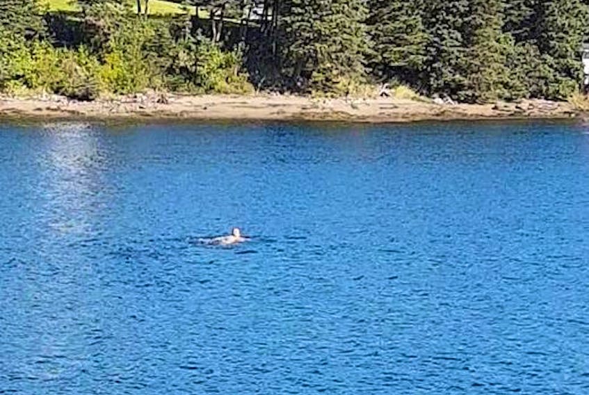 A man was seen allegedly swimming naked in the harbour in Marystown, in the area of the Canning Bridge, on Sunday, Sept 23.