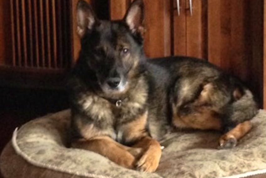 Police service dog Tank has died after a brief and unexpected illness, according to the RCMP.