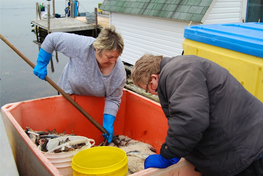 Veteran Grand Beach fisher Joan Follett gets some help from a friend, Clarissa Collier, as she gets herring ready for baiting her lobster pots.