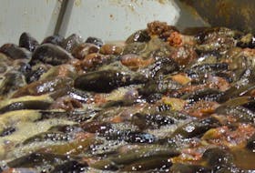 Sea cucumbers during processing.