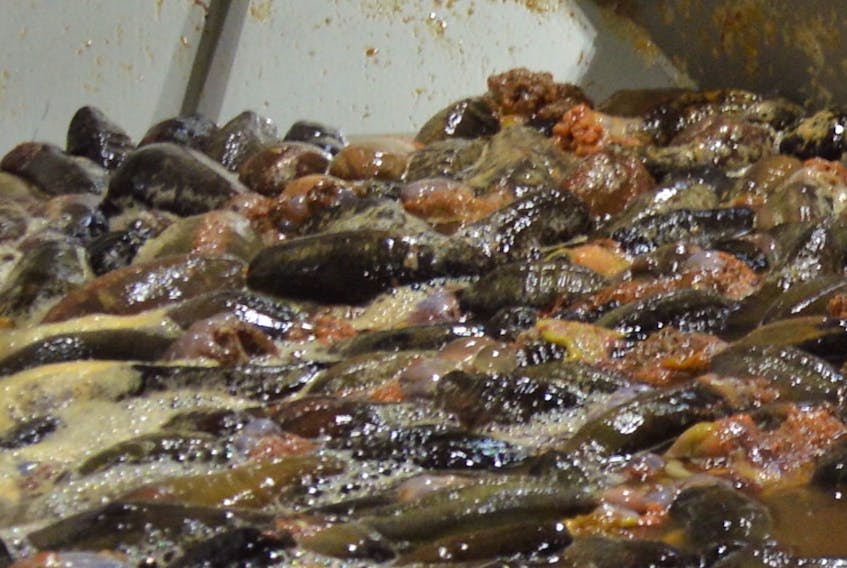 Sea cucumbers during processing.
