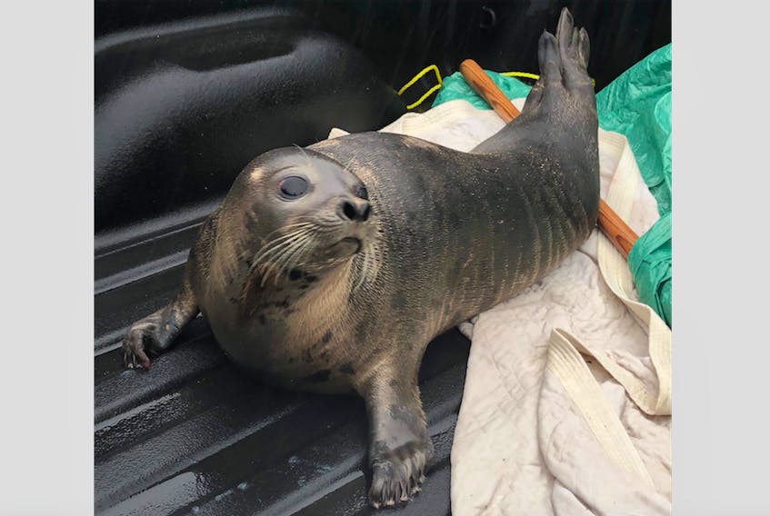 A seal showed up at the Burin Peninsula Health Care Centre on Saturday, Jan. 5. RCMP officers relocated it to open water nearby in Salt Pond. It later returned to the highway, however, and then – with assistance from officers with the Department of Fisheries and Oceans – was moved to a more isolated body of water north of Marystown.
