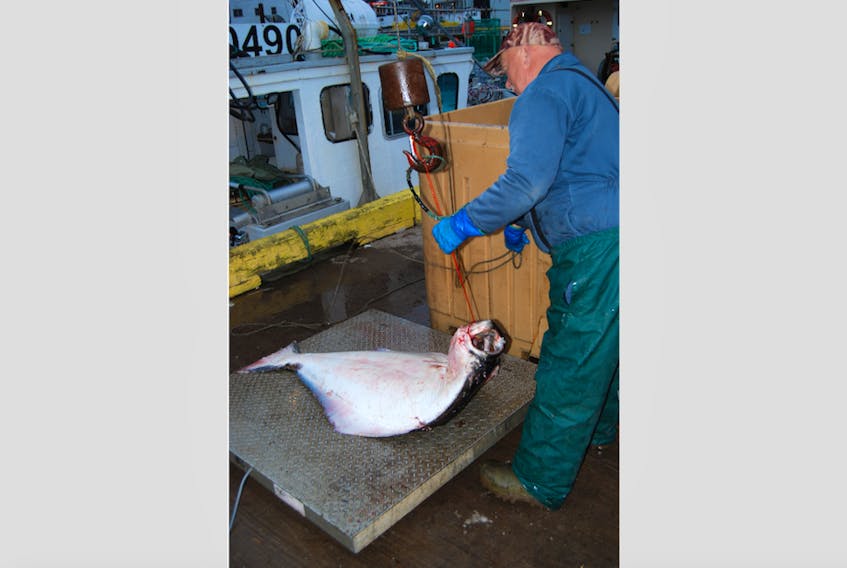 George Hillier of Quin Sea Fisheries weighing halibut as they are landed in Grand Bank.