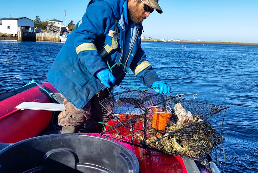 Preston Grandy pulls in pots containing green crab during a recent fishing trip in Fortune Bay.