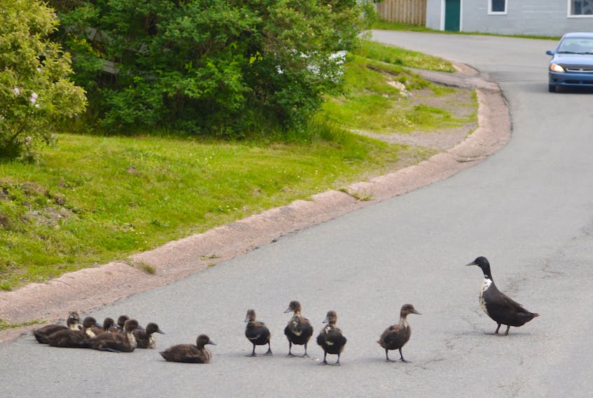 A growing number of ducks continue to pester residents in Burin.