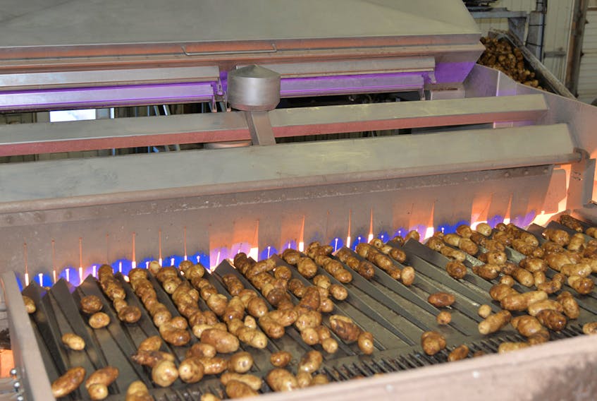 A conveyor belt takes potatoes into the $1.1 million chemical imaging machine to be inspected for foreign objects or defects, such as surface scabs or rot.  TERRENCE MCEACHERN/THE GUARDIAN