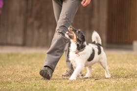Hiring a certified dog trainer can be quite beneficial.
