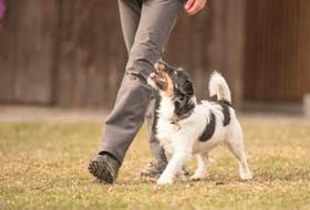 Hiring a certified dog trainer can be quite beneficial.