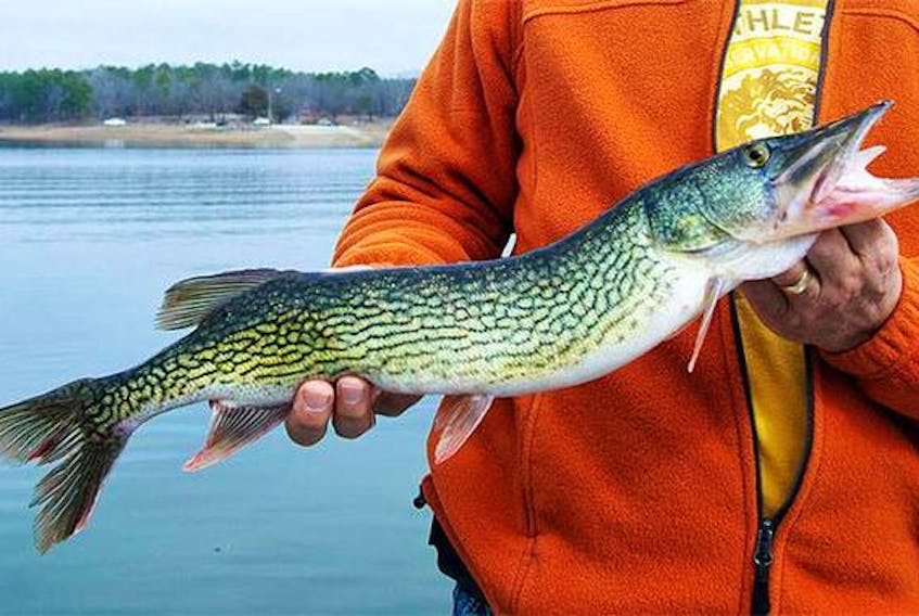 The chain pickerel are a species of freshwater fish that are not native to Nova Scotia and were illegally introduced to the province’s lakes and rivers.