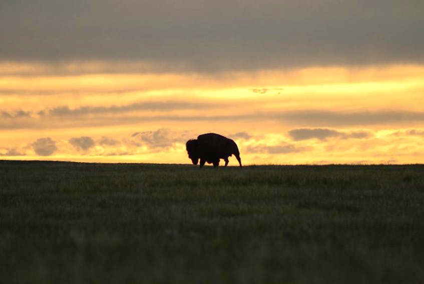 A plains bison in Grasslands National Park.