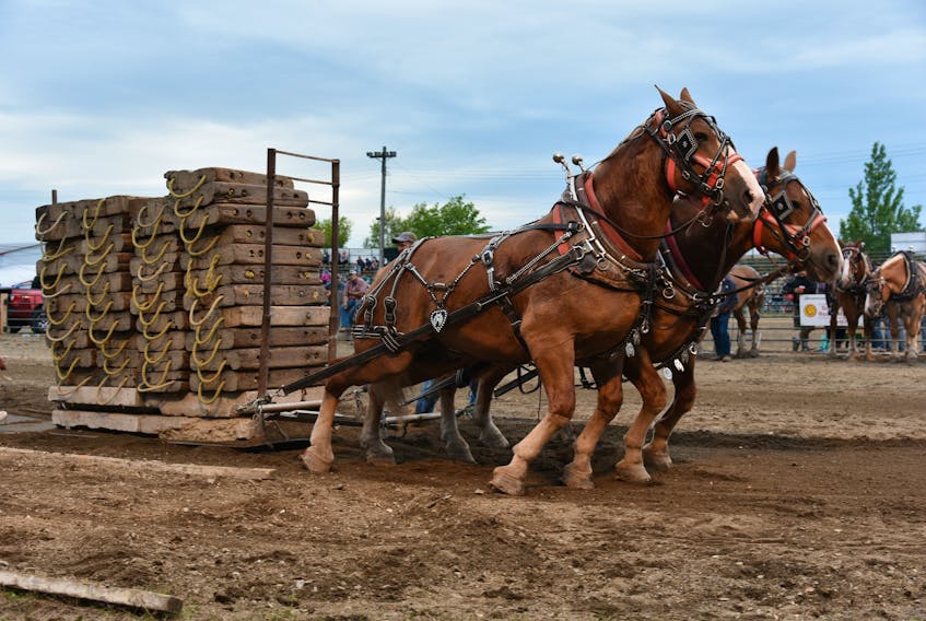 The horse pull competitions have become a tradition at the South Shore Exhibition. -Mikayla Halliday