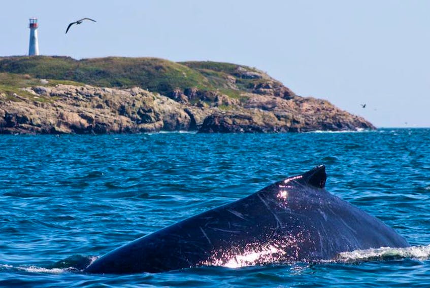 Shown above is a humpback whale in the Bay of Fundy.