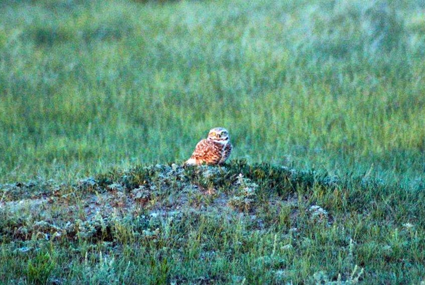 Shown above is the burrowing owl of Grasslands National Park.
