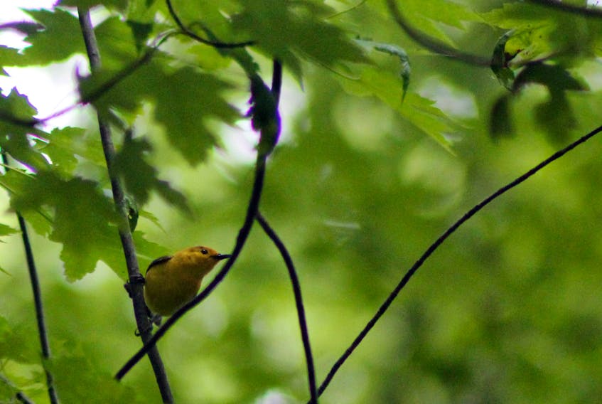 Shown above is a prothonotary warbler in the wetlands of Point Pelee National Park, Ont.