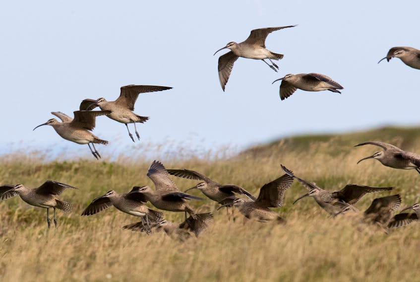 A flock of whimbrel alight on a coastal barren to fatten up on berries on route from their Arctic nesting grounds to where they will spend the winter in South America.