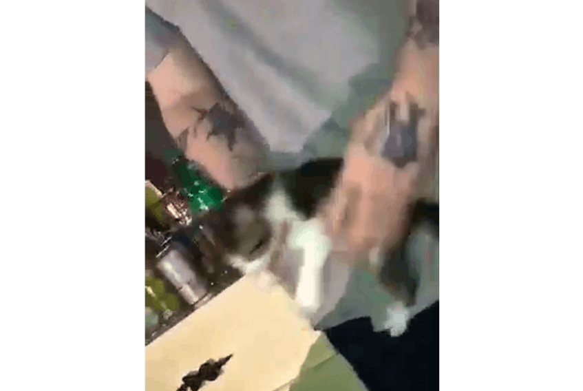 The video showed someone on the west coast of the province shaking a six to seven-week-old kitten in a sexually suggestive manner, simulating masturbation.
