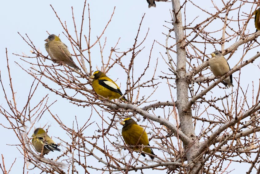 These evening grosbeaks stopped for a rest in Cappahayden this week. Will they be moving on or staying for the winter? BRUCE MACTAVISH PHOTO