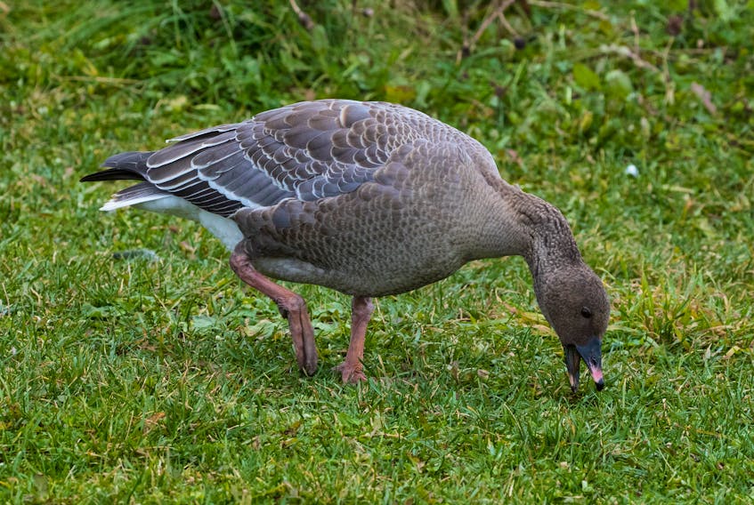 A lost pink-footed goose finds a temporary refuge on the side of the Signal Hill road in St. John's.