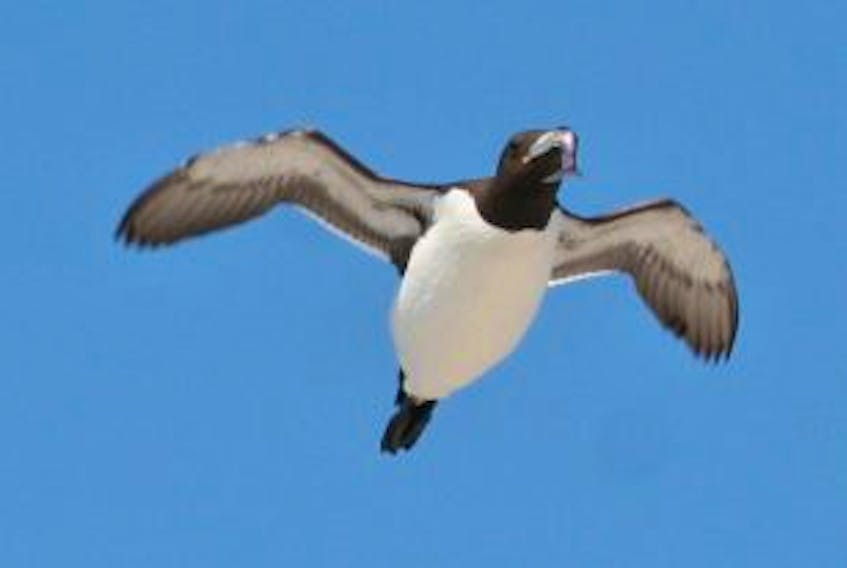 A common murre, or turr as its known locally, flies with a caplin in its bill. -The Telegram file photo