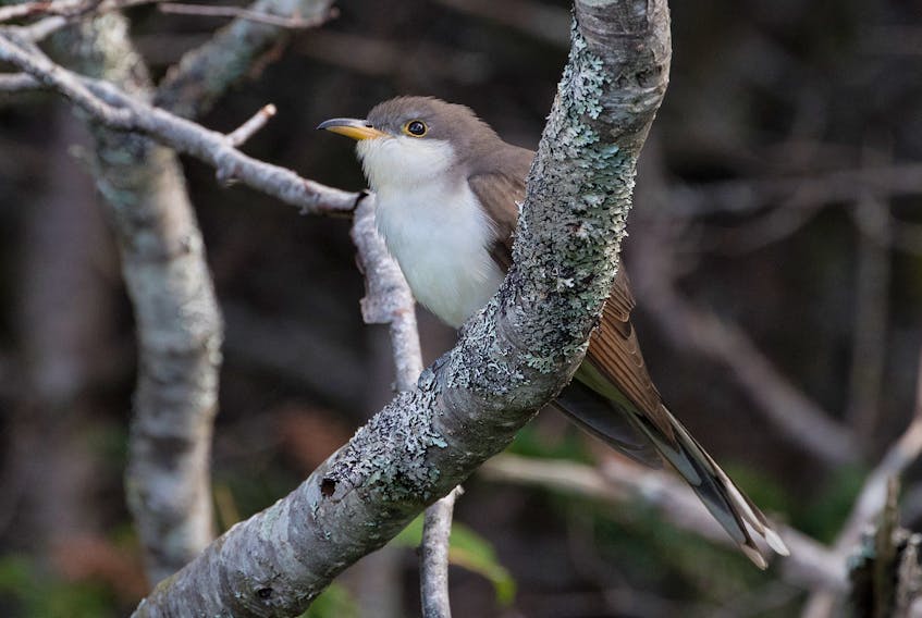 A yellow-billed cuckoo sits quietly on a branch surveying the scene around looking for a juicy caterpillar to eat.