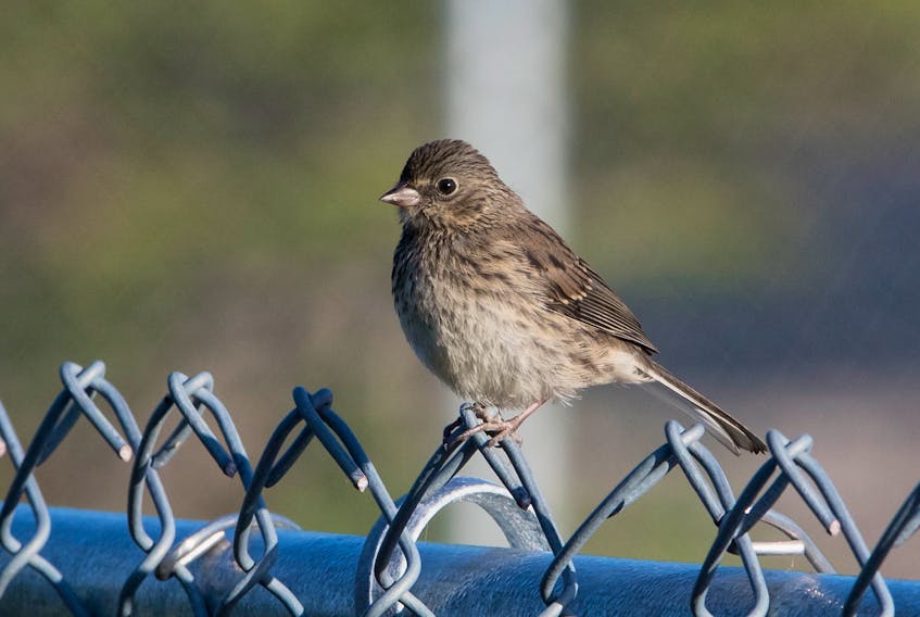 Young juncos still in juvenile plumage do not look like the familiar backyard juncos.