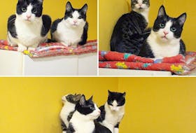 In addition to the 42 cats brought to Nova Scotia, 23 cats from Little Bay Islands were brought to the Exploits Valley SPCA. While 20 have been adopted, these three, named Edna, Dallas, and Ponyboy, are still looking for homes. -Courtesy of Exploits Valley SPCA/Facebook