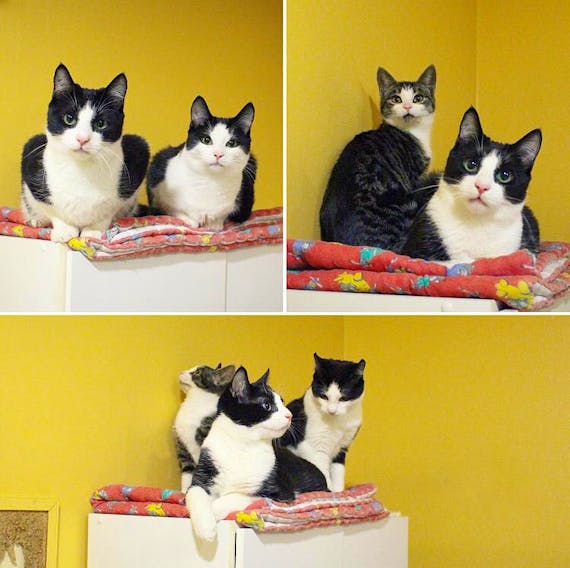 In addition to the 42 cats brought to Nova Scotia, 23 cats from Little Bay Islands were brought to the Exploits Valley SPCA. While 20 have been adopted, these three, named Edna, Dallas, and Ponyboy, are still looking for homes. -Courtesy of Exploits Valley SPCA/Facebook