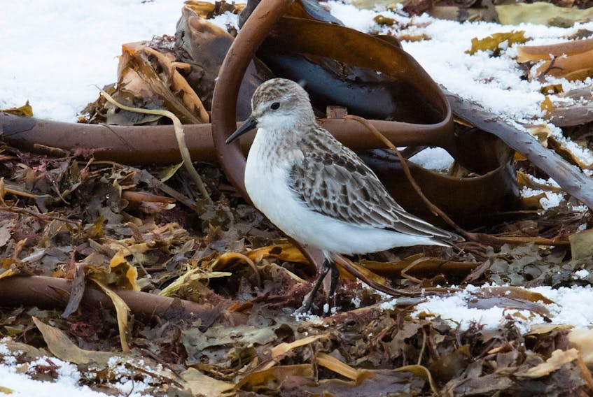 The little semipalmated sandpiper stands brave and tall on the kelp bed at Long Beach becoming the first of its kind to be recorded on a Newfoundland Christmas Bird Count.