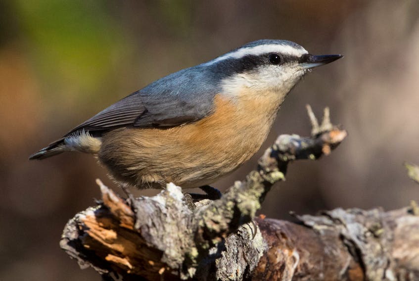 The inquisitive red-breasted nuthatch is common in the cone laden spruce trees this season.