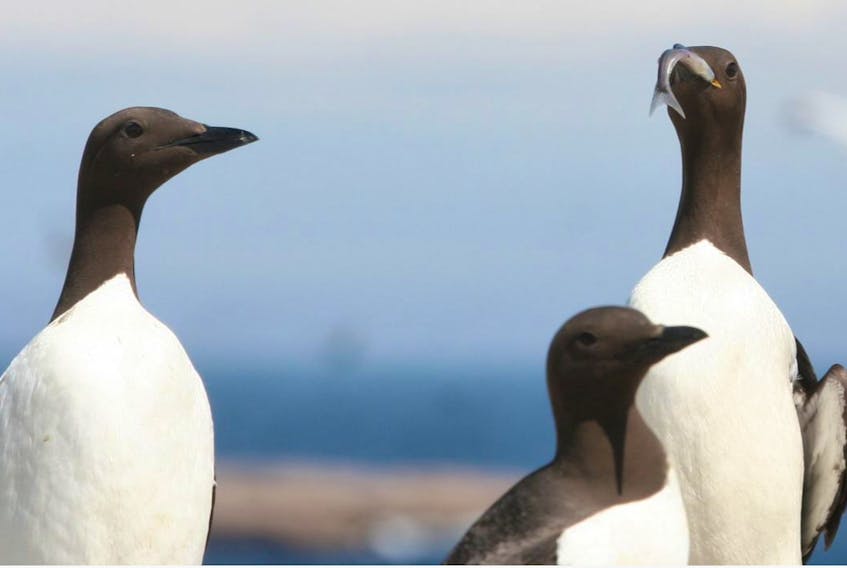 Seabird biologist Bill Montevecchi says turrs are indicators of climate change: “What the birds are providing, essentially, are signals of radical changes in the ocean –  and those radical changes in the ocean are going to affect the fishery.”