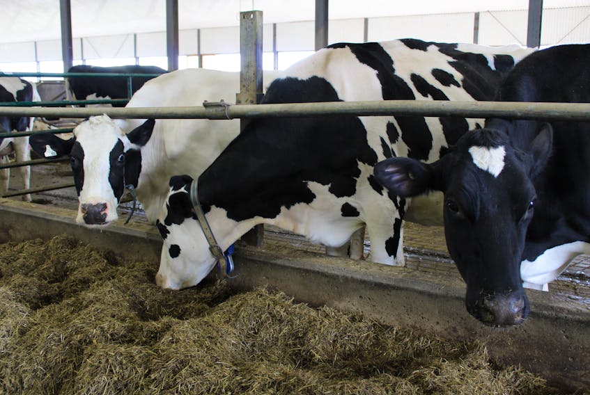 To produce milk, these dairy cattle at Pondview Farms in Goulds must have a healthy diet provided by locally grown forage, free of chemicals and antibiotics.