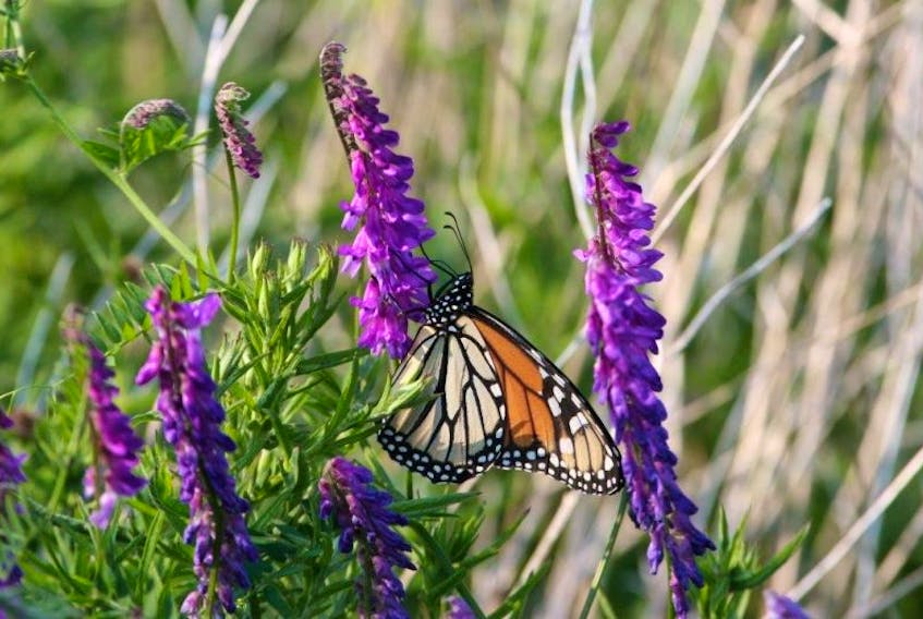 The monarch butterfly is classified as endangered, and is on the Nova Scotia Department of Natural Resources’ list of at-risk species.