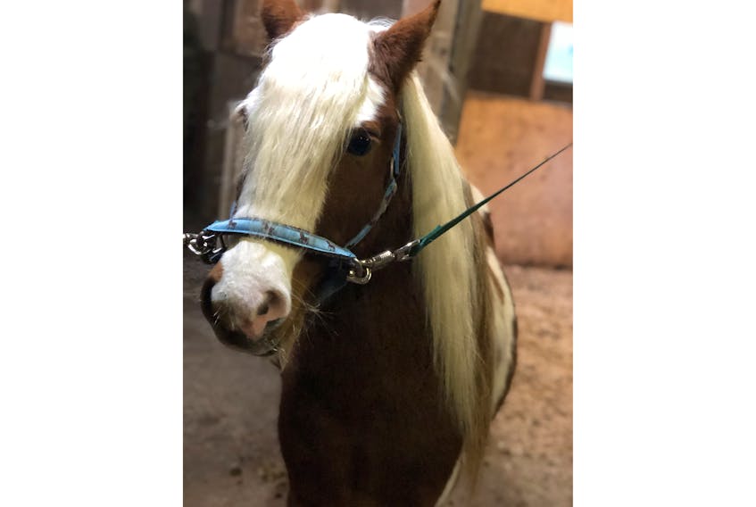 Bud, a pony, currently has a condition preventing him from being gelded like most ponies. Rescue NL, an animal welfare group looking after the pony's well-being, has been waiting for months to have a local veterinarian perform the procedure.