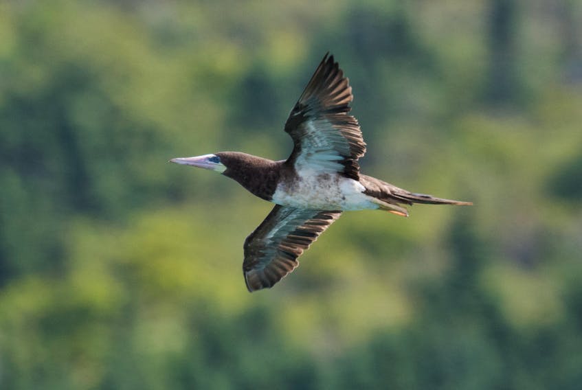 St. John’s harbour was graced by the presence of this tropical visitor called the brown booby.