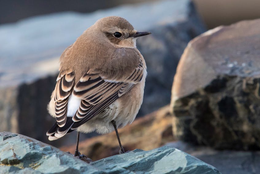 A dapper northern wheatear looks over its shoulder before dropping down off the rock wall to grab an insect on the ground.