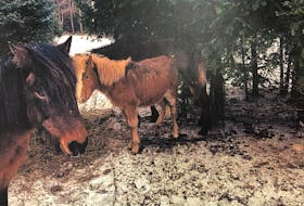 Four horses belonging to Stephanie Coates, including the Newfoundland ponies seen in this photo taken by an animal protection officer, were found to be underweight due to neglect in February 2019. Coates was instructed by a provincial vet to provide food, water and clean bedding for the animals; when she didn't comply, they were taken from her. She was later charged with animal cruelty. SUBMITTED PHOTO